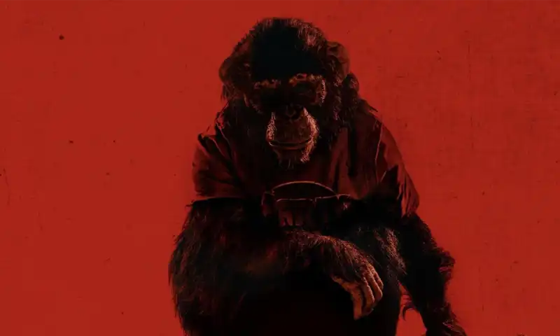 Primate